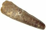 Fossil Spinosaurus Tooth - Real Dinosaur Tooth #311775-1